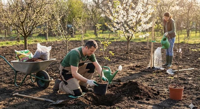 Gyümölcsfák ültetése tavasszal – mely fajok indulnak jól márciusban?