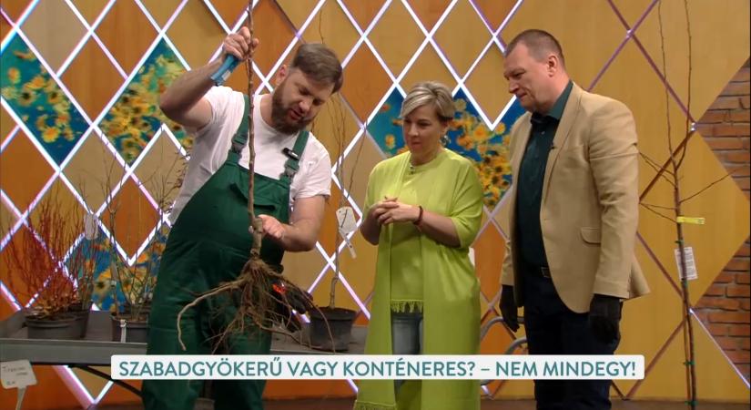 Gyümölcsfát ültetnél? Mutatjuk a legfontosabb szabályokat