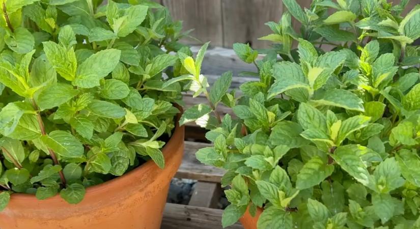 Valóságos csoda ez a növény. Kevesen tudják, de a legtöbb rovart elűzi a házból