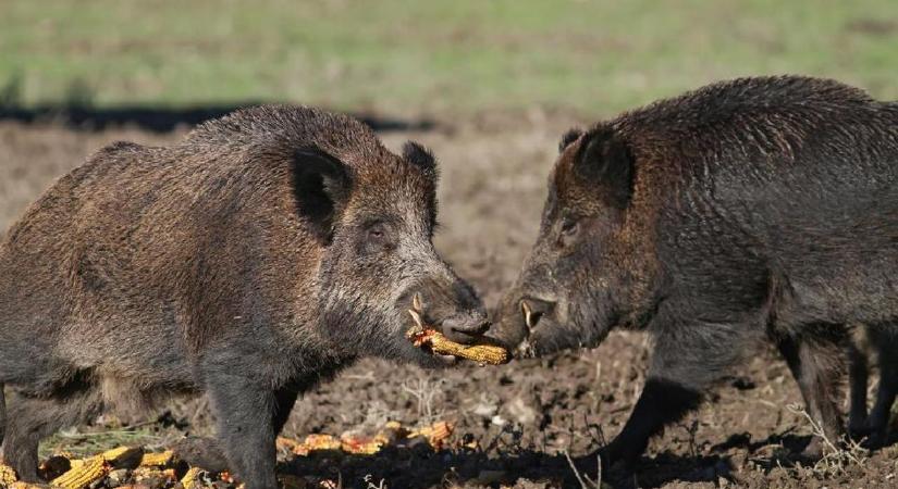Egyszerre terjed nyugat és kelet felé az afrikai sertéspestis Dél-Baranyában