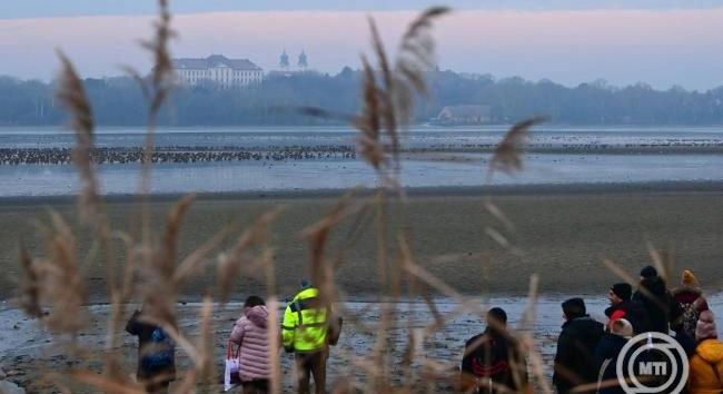 Megújulnak ez erdők a tatai Öreg-tó körül
