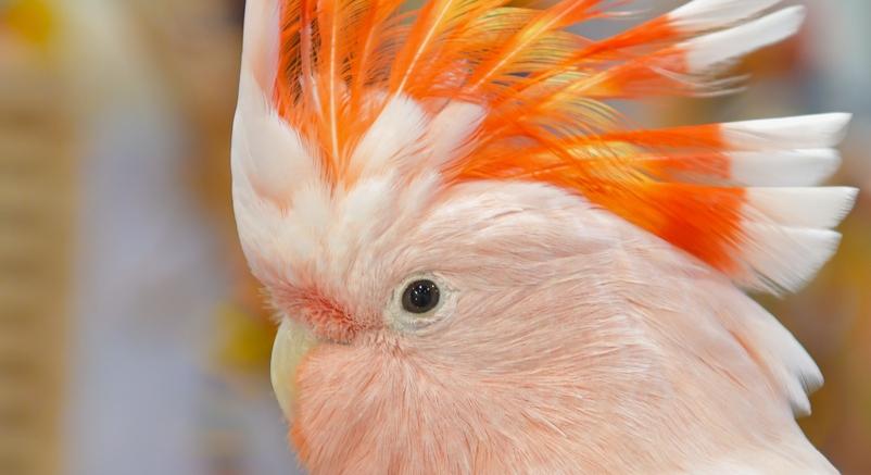 Bravúros műtét: Hasi daganattal operáltak egy kakadut