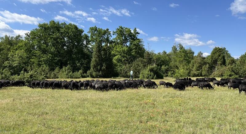 A fáslegelő lett az idei év élőhelye