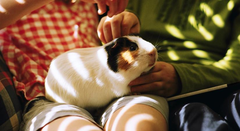 Felismered képről a házikedvenceket? Teszteld a tudásod!