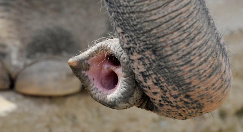 Az elefántok ormányszőre a tapintásos észlelés egyedülállóan pontos és intelligens eszköze