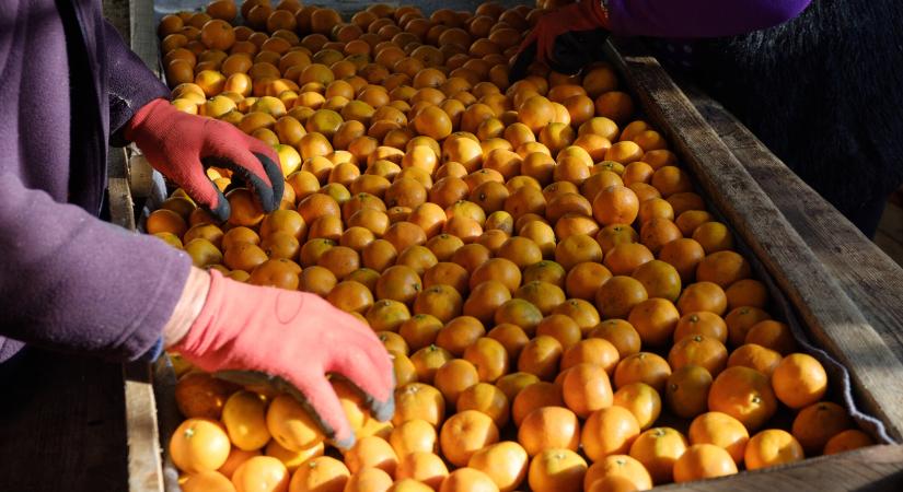 Vegyszer a tányérunkon – egész növényvédőszer-koktélt ehetünk meg az egzotikus zöldségekkel, gyümölcsökkel