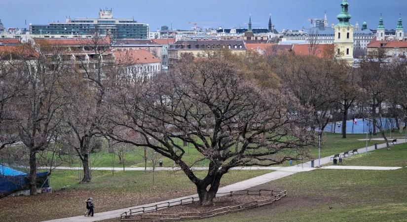 Tíz éven belül minden harmadik fát elveszíthetjük a klímaváltozás miatt Budapesten