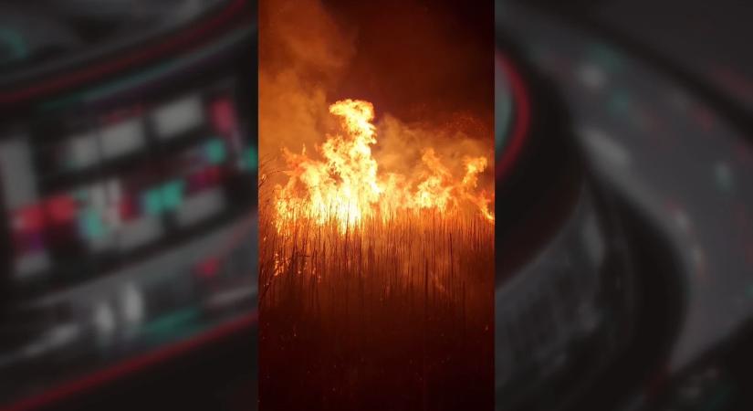 Negyven hektáron égett a nádas Fonyódnál