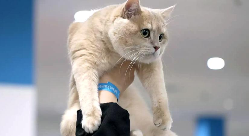 Mennyibe kerül manapság a macskatartás? Van, aki több százezret költ házi kedvencére