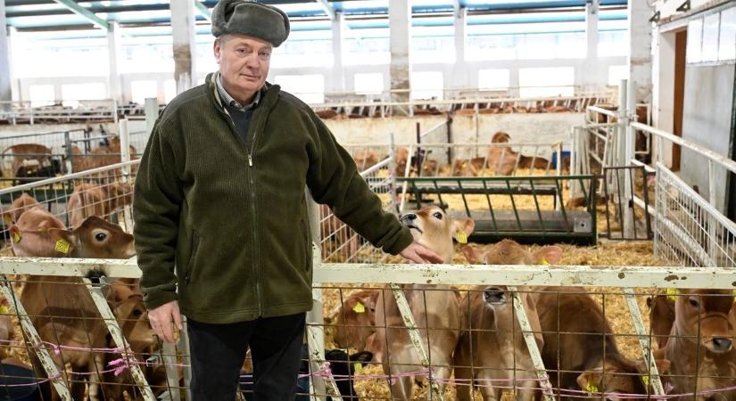 Újrakezdték a levéli szarvasmarhatelepen, szándékos fertőzést sejt a tulajdonos - fotók, videó