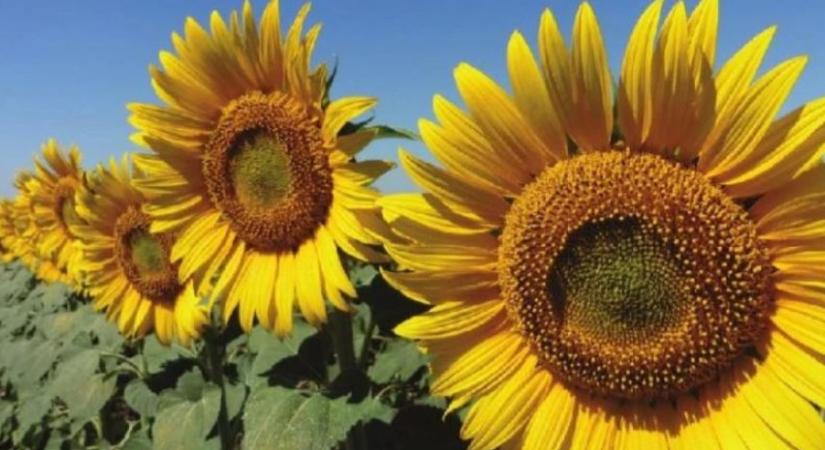 Mi dönti el ma a napraforgó sikerét a táblán?