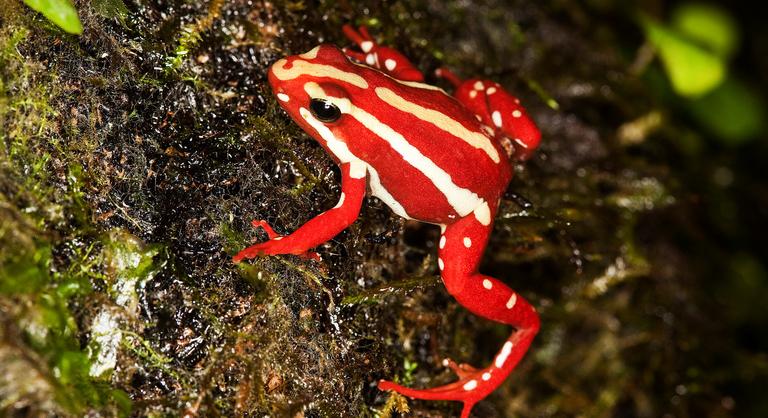 A morfium semmi az egzotikus méreghez képest, amellyel Alekszej Navalnijt állítólag megölték