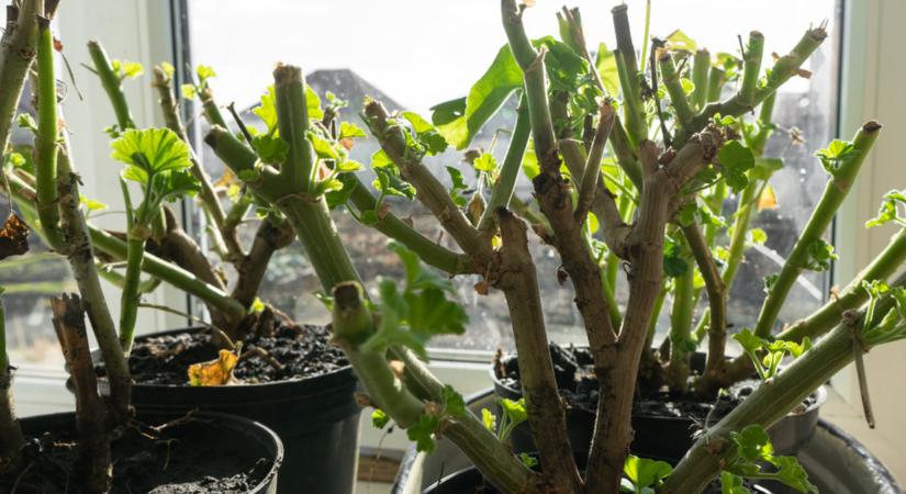 Vigyázz! Baj lehet a muskátliddal, ha most hibázol!