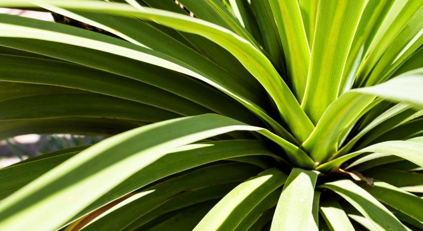A yukka pálma tönkremegy, ha nem figyel erre a gondozásakor