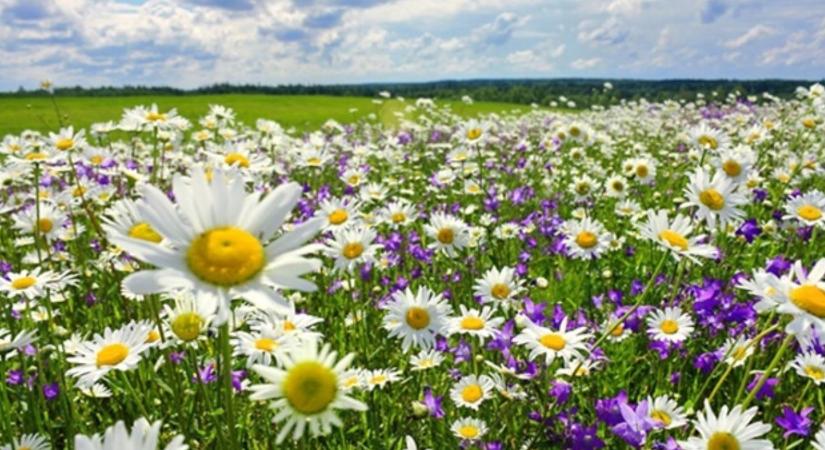 Már enyhe felmelegedés is rontja a nektár minőségét, és ez komoly problémát jelent