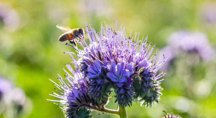 Glifozát: tiltás vagy engedélyezés?