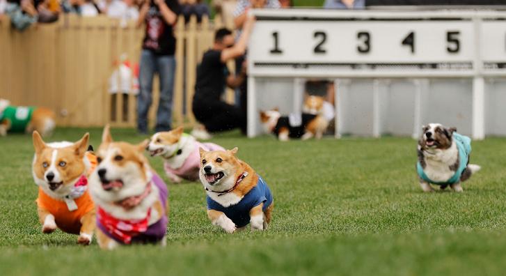 Lobogó fülek a célegyenesben, corgik mérték össze a gyorsaságukat