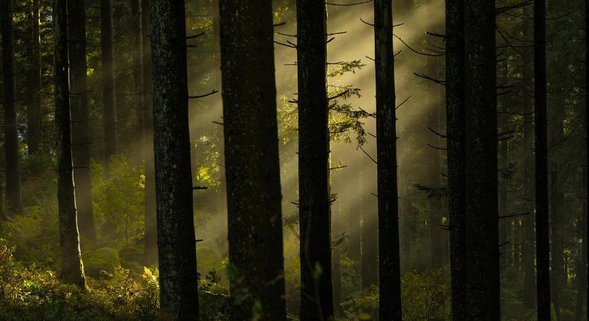 A fenntarthatósági jelentés számvitele