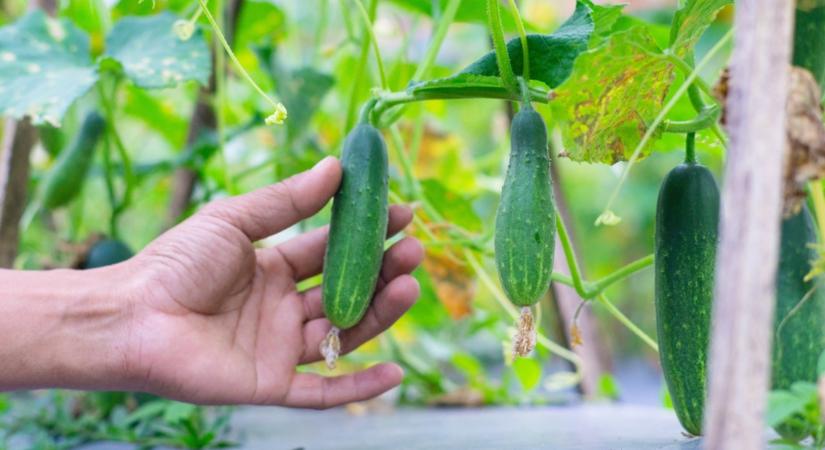 Itt a titok! Már most tehetsz érte, hogy az uborka ne legyen keserű és apró!