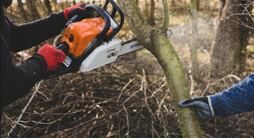 Fát kivágni a kertben sem egyszerű: lépésről lépésre mutatjuk az engedélyeztetés menetét