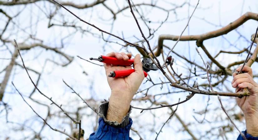 Ezeket a teendőket nem érdemes márciusra halasztani a kertészeti szakértő szerint