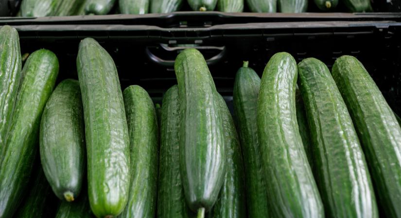 Megjött a friss jelentés: érdekes dolog történik az uborkával Európában