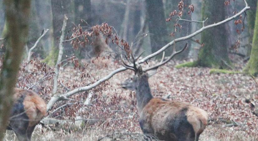Elmarad a Vármegyei Dúvadhét és trófeaszemle Baranyában