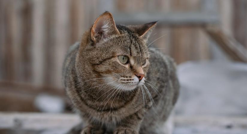 10 év után derült ki az igazság