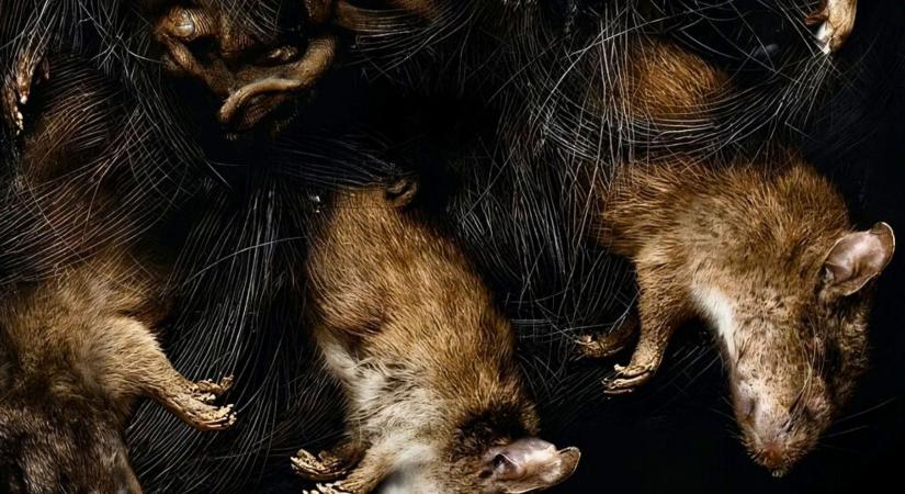 Mától otthonról nézheted: 2025 egyik legjobb horrorfilmje megérkezett streamingre!