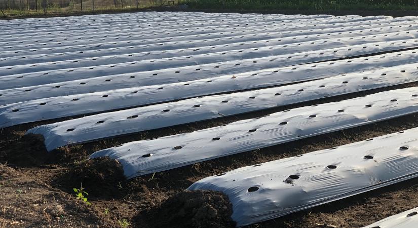 Lebomló fólia: ez a jövő!