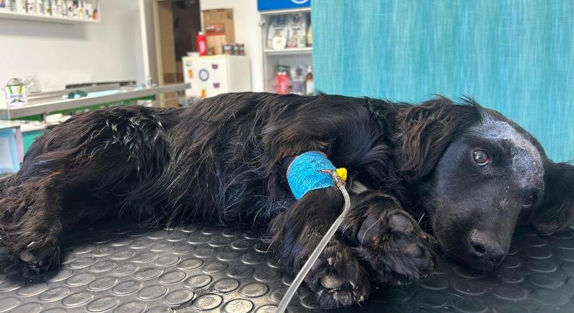 Brutális rémtett: megkötözte, megverte, majd fejbe lőtte kutyáját egy férfi