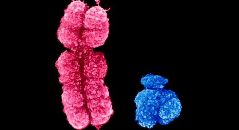 Rengeteg férfi már életében elveszíti az Y-kromoszómáját