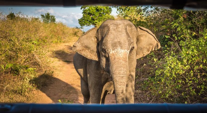 Elefánttámadásban halt meg egy magyar turista Srí Lankán