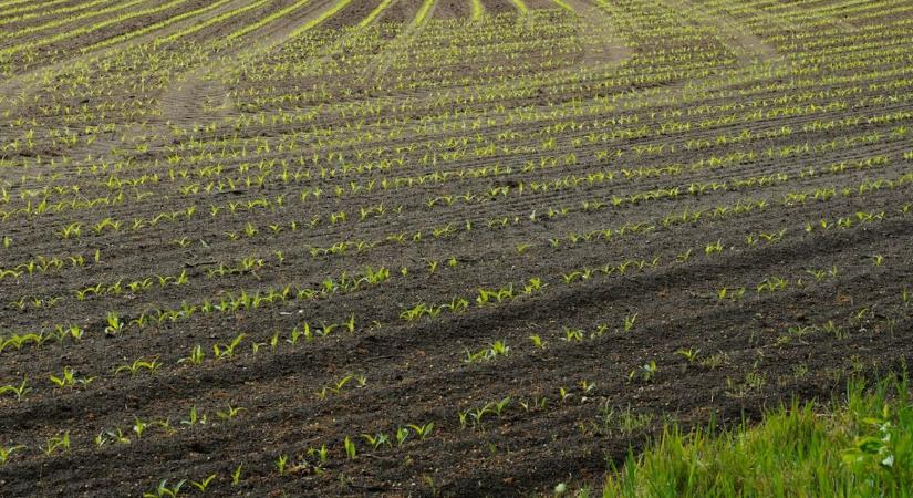 Talajvizsgálat szezon előtt – mit érdemes februárban megmérni?