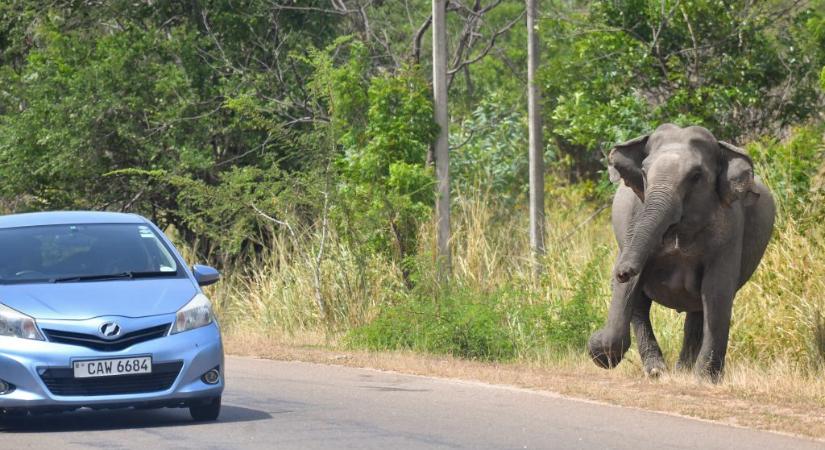 Végzetes baleset Srí Lankán: megölt egy magyar turistát egy elefánt