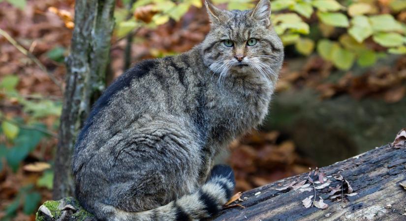 7 érdekesség a vadmacskáról: Magyarországon több helyen is összefuthatunk vele
