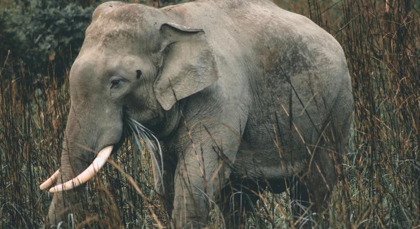 Váratlan támadás: elefántok öltek meg egy magyar turistát