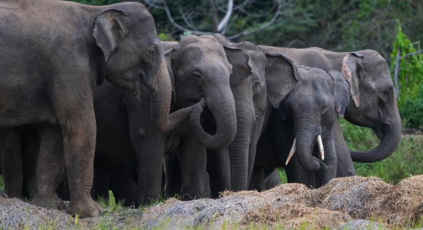 Elefánt ölt meg egy magyar turistát Sri Lankán