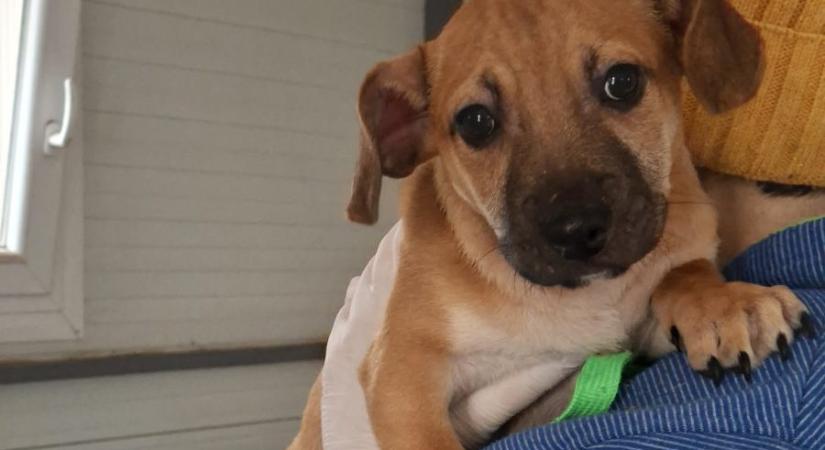 Három kiskutyát is kidobtak az útra Debrecenben