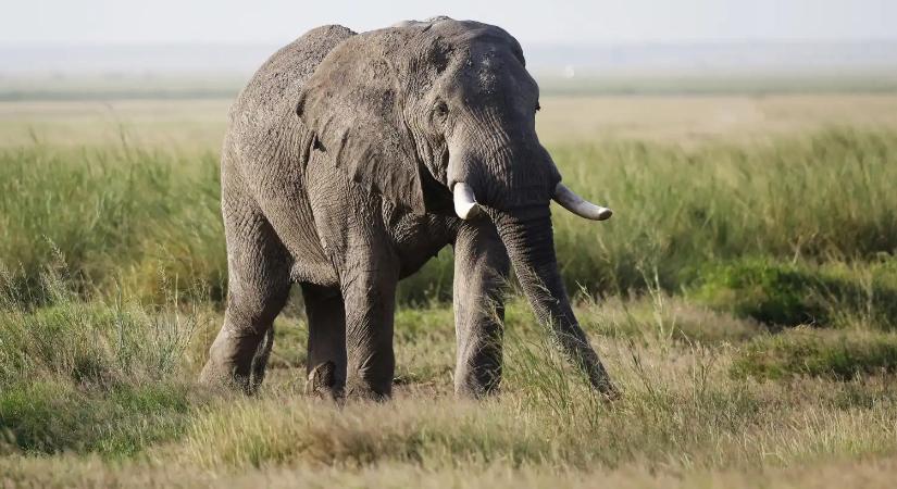 Tragédia történt Srí Lankán: Vad elefánt ölt meg egy 64 éves magyar turistát