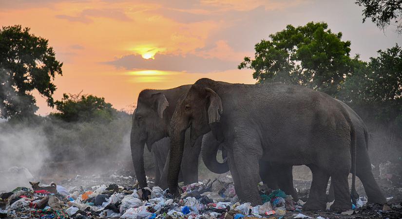 Dzsungeltámadás Srí Lankán: elefánt ölte meg a kiránduló magyar férfit