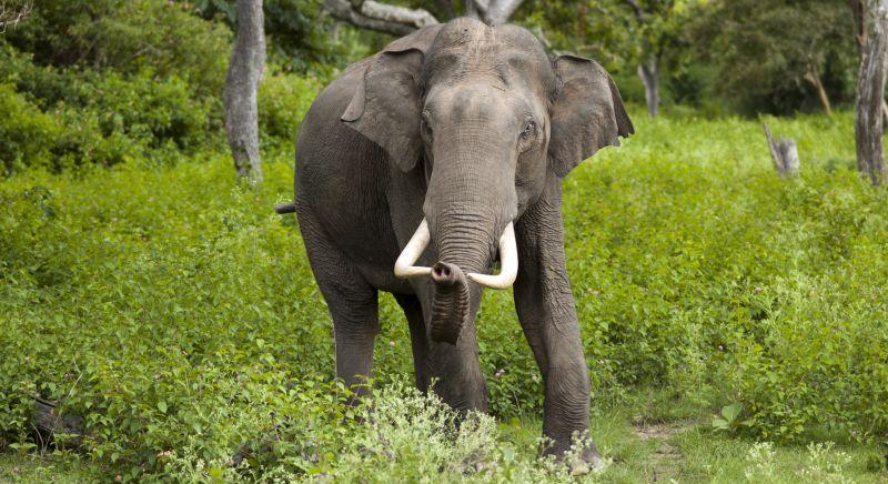 Megölt egy magyar turistát a feldühödött elefánt Sri Lankán