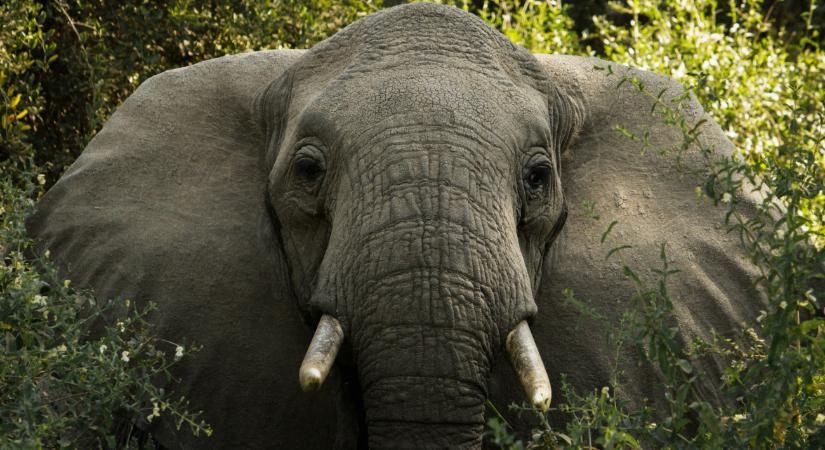 Megölt egy magyar férfit az elefánt