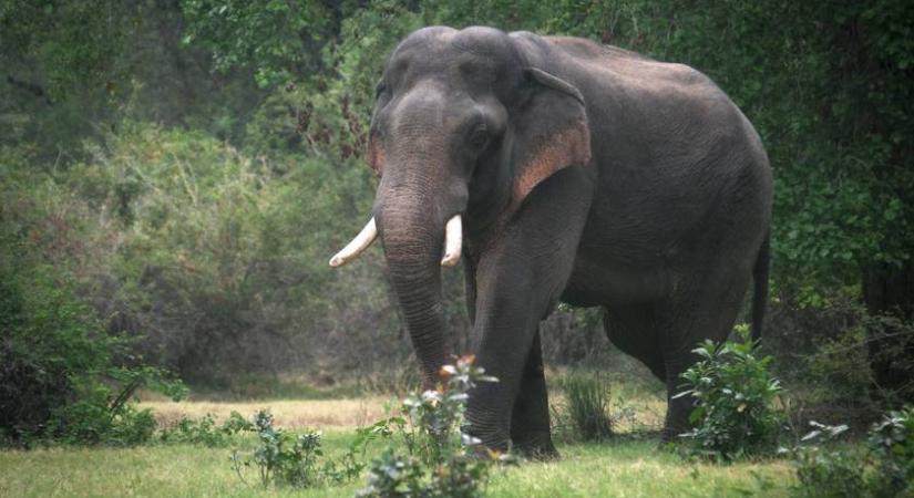 Tragédia Srí Lankán: magyar turistát ölt meg egy elefánt