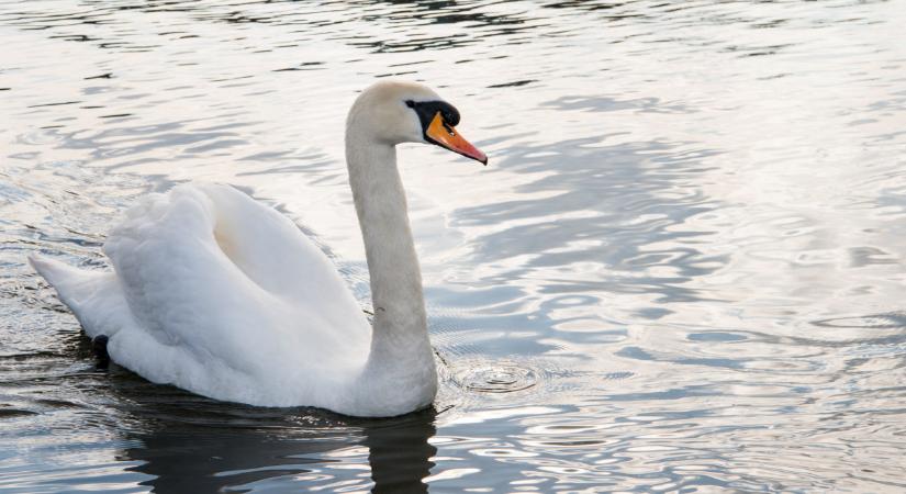 Rengeteg hattyútetemet találtak a Balatonnál: megvan, mi végzett velük