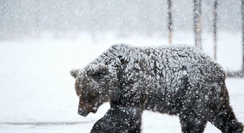 Medvét észleltek Mogyoródon, figyelmeztetést adott ki a helyi és a fóti önkormányzat