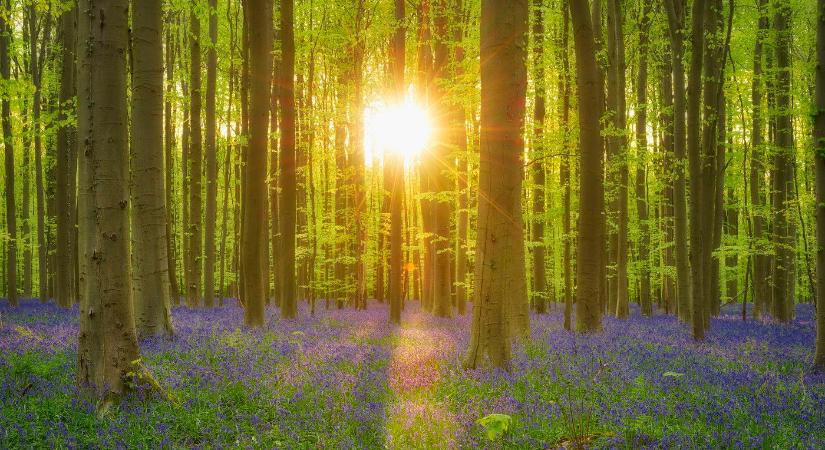 Itt a dátum, már tudjuk, ekkor ér véget a tél Magyarországon, ekkor köszönt be az igazi tavasz a legfrissebb időjárás-előrejelzések szerint?