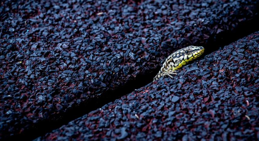 Kukoricás zacskókban és kekszes dobozokban csempészte a hüllőket, elkapták