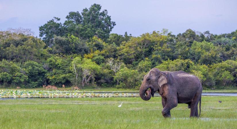 Elefánt ölt meg egy magyar turistát Srí Lankán