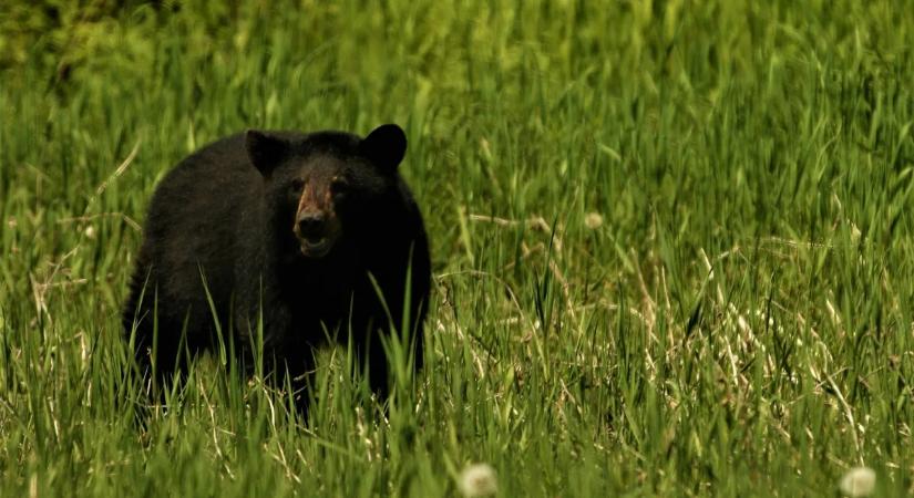 Medvét láttak Mogyoródon – nem árt az óvatosság!